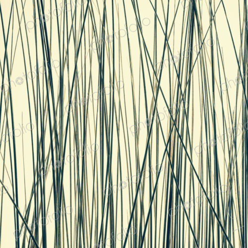 Ornamental green grass stems on a yellow background. Ornamental green grass stems on a yellow background.