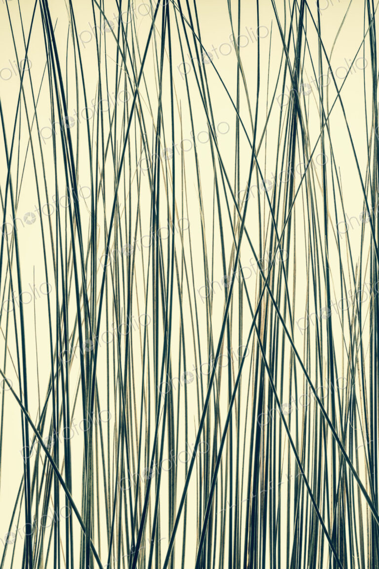Ornamental green grass stems on a yellow background.