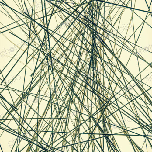 Ornamental green grass stems on a yellow background. Ornamental green grass stems on a yellow background.