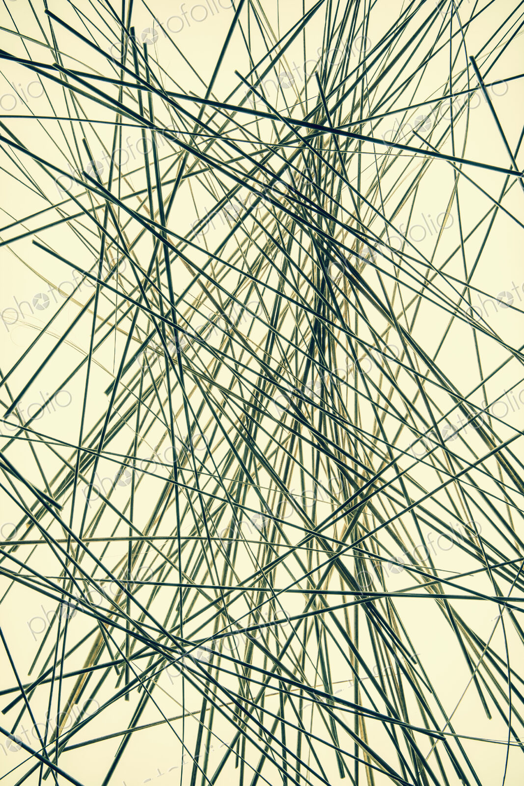 Ornamental green grass stems on a yellow background.