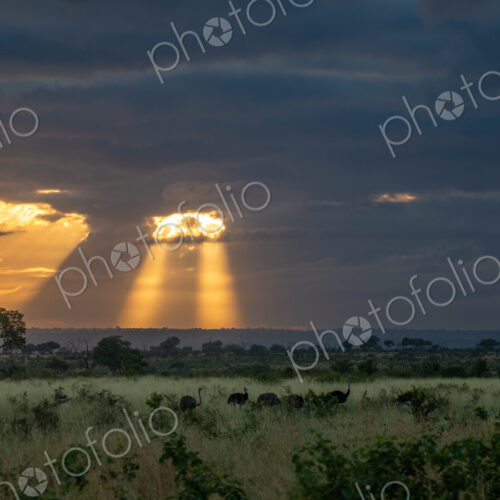 Ostrich, Struthio camelus, against a sunrise backdrop. Ostrich, Struthio camelus, against a sunrise backdrop.