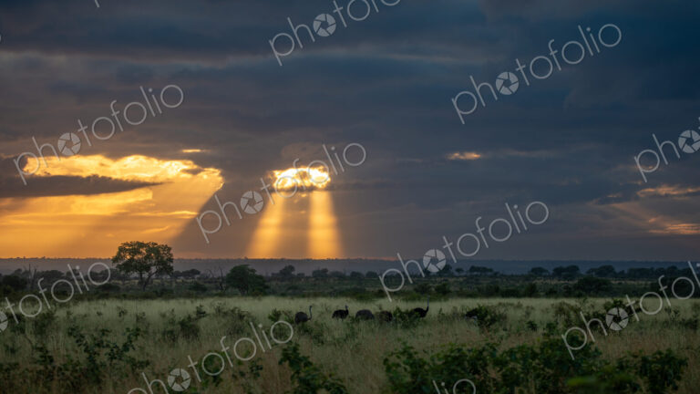 Ostrich, Struthio camelus, against a sunrise backdrop.