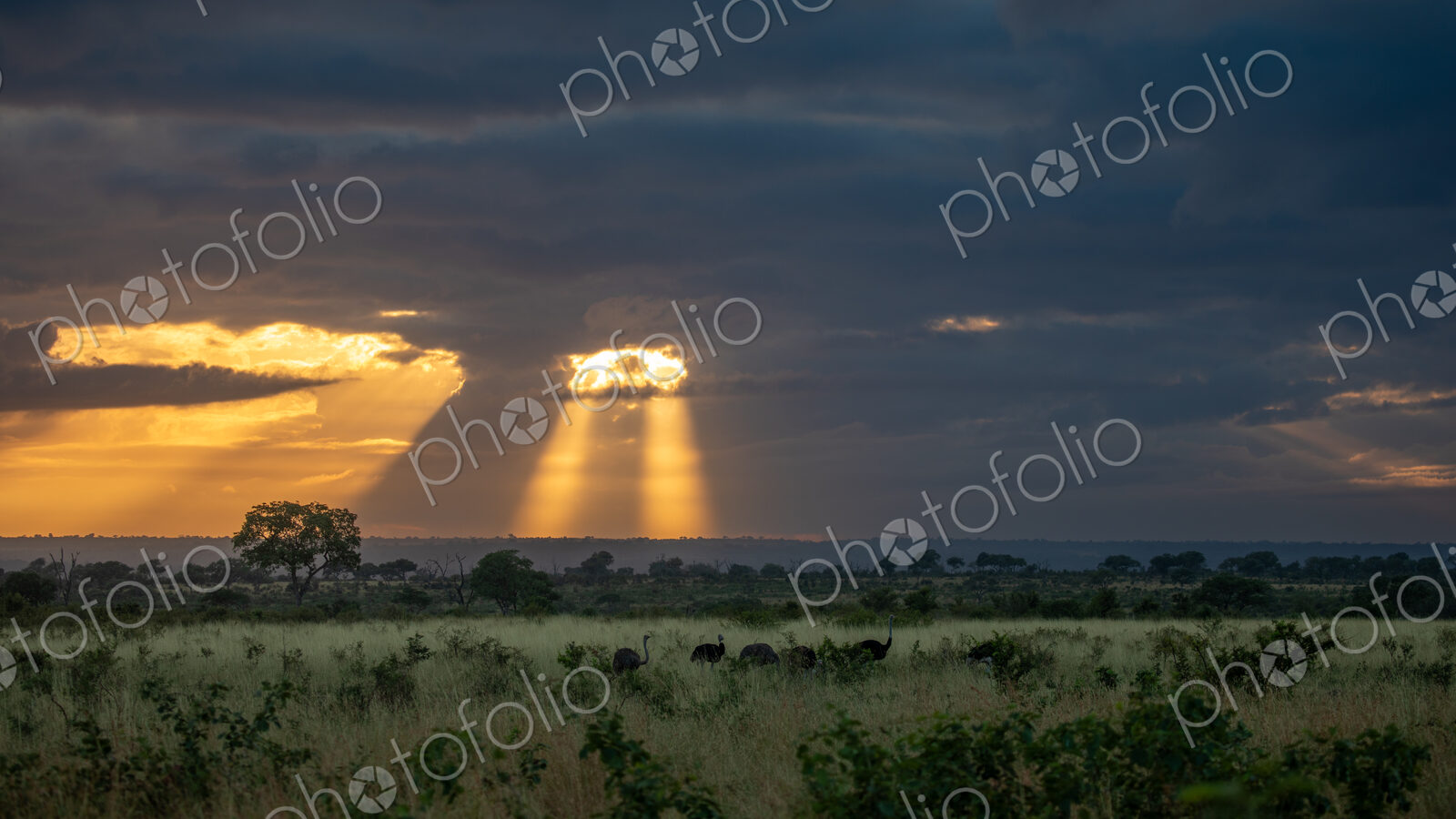 Ostrich, Struthio camelus, against a sunrise backdrop.