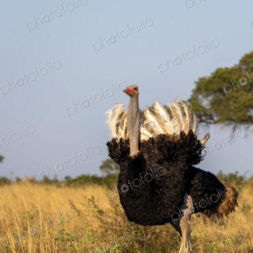 Ostrich, Struthio camelus, male ostrich walking through tall grass.