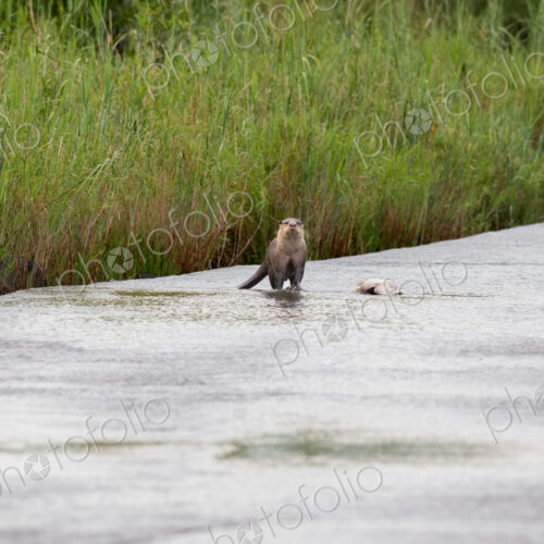 Otter, Lutra lutra, standing in water. Otter, Lutra lutra, standing in water.