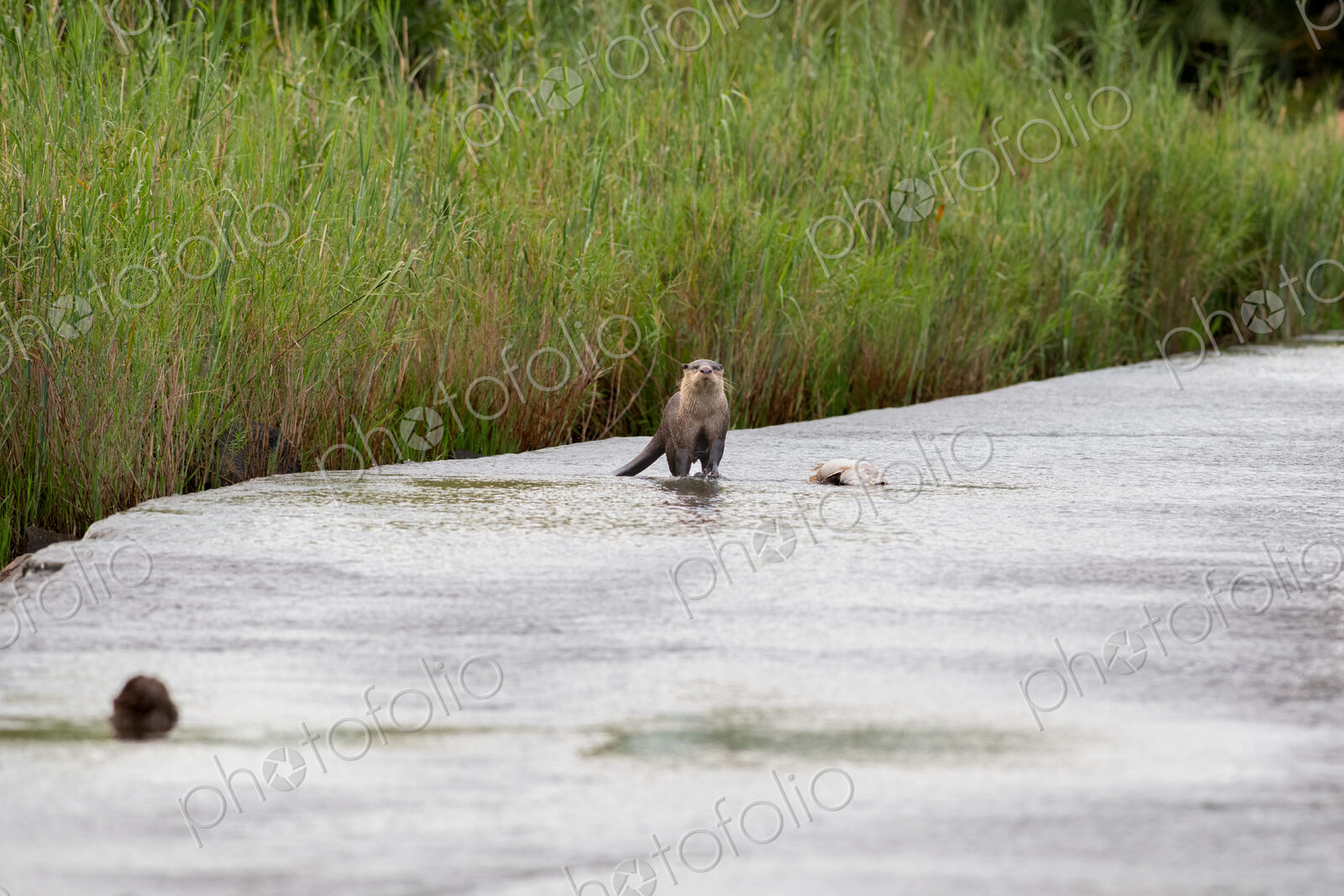 Otter, Lutra lutra, standing in water.