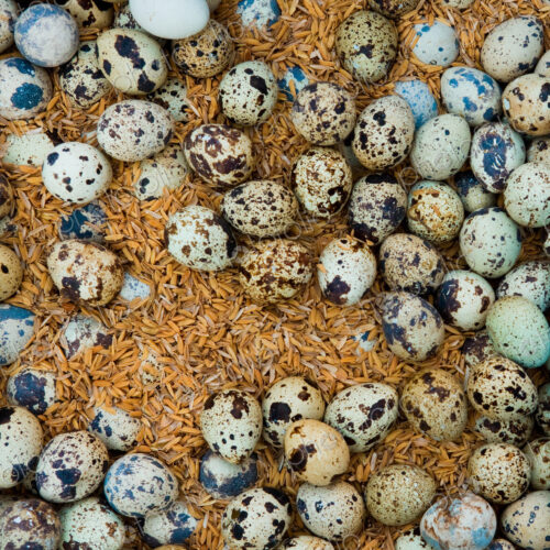 Outdoor market, Yangon, Myanmar. A large group of eggs laid out on a market stall. Outdoor market, Yangon, Myanmar. A large group of eggs laid out on a market stall.