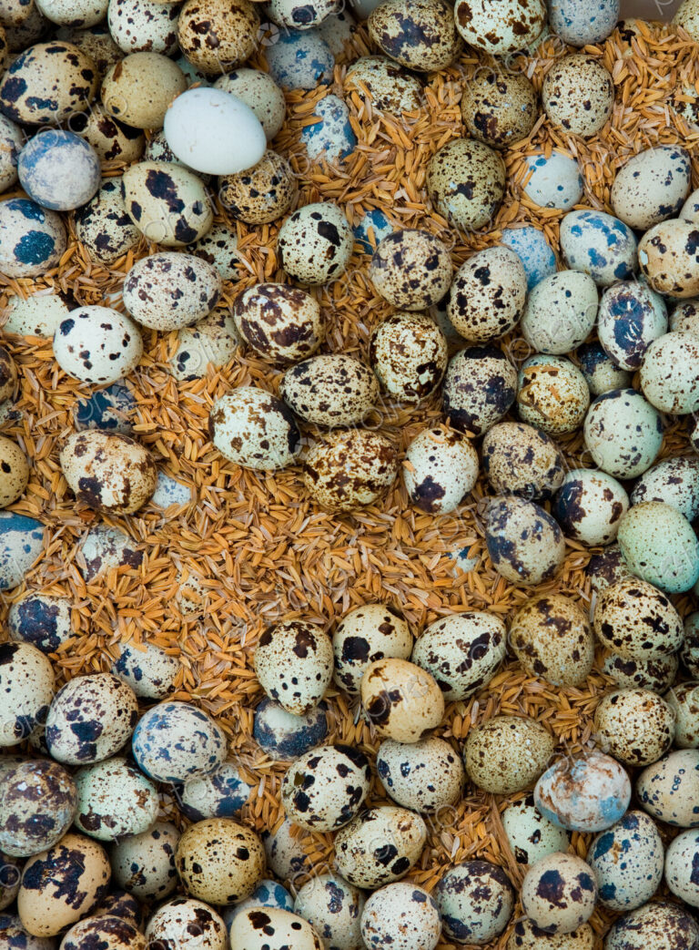 Outdoor market, Yangon, Myanmar. A large group of eggs laid out on a market stall.