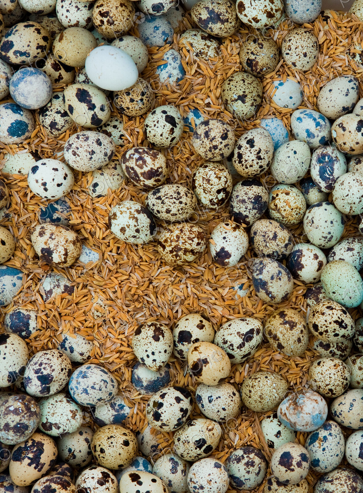 Outdoor market, Yangon, Myanmar. A large group of eggs laid out on a market stall.