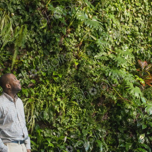 Outdoors in the city in spring. An urban lifestyle. A man looking up at the lush… Outdoors in the city in spring. An urban lifestyle. A man looking up at the lush…
