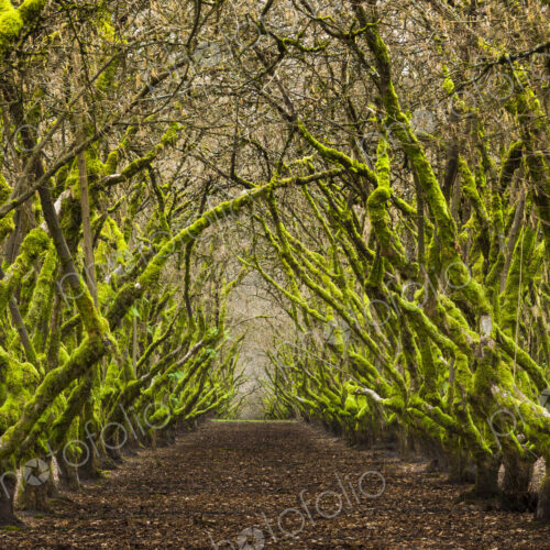 Overgrown orchard, Oregon, USA Overgrown orchard, Oregon, USA