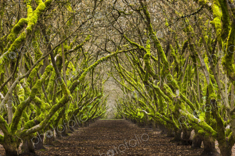 Overgrown orchard, Oregon, USA