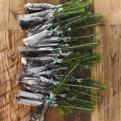 Overhead view of a bunch of evergreen fir tree saplings with roots protected and… Overhead view of a bunch of evergreen fir tree saplings with roots protected and…