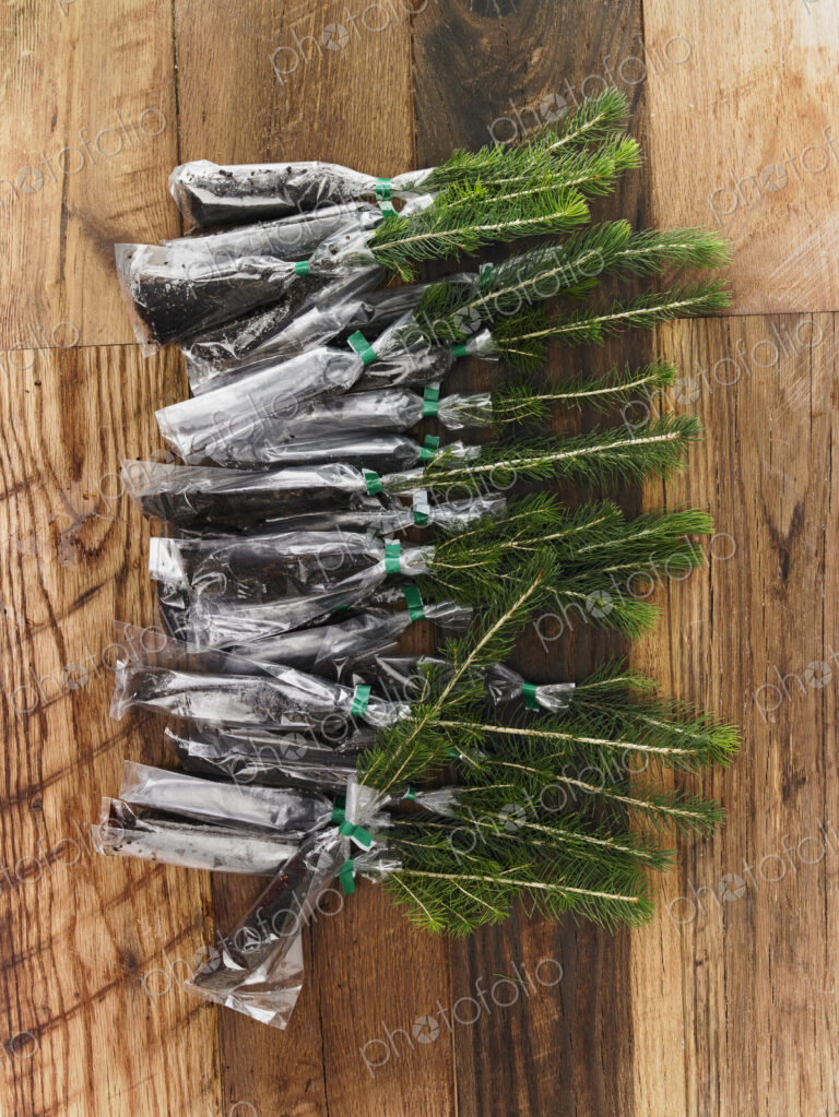 Overhead view of a bunch of evergreen fir tree saplings with roots protected and…
