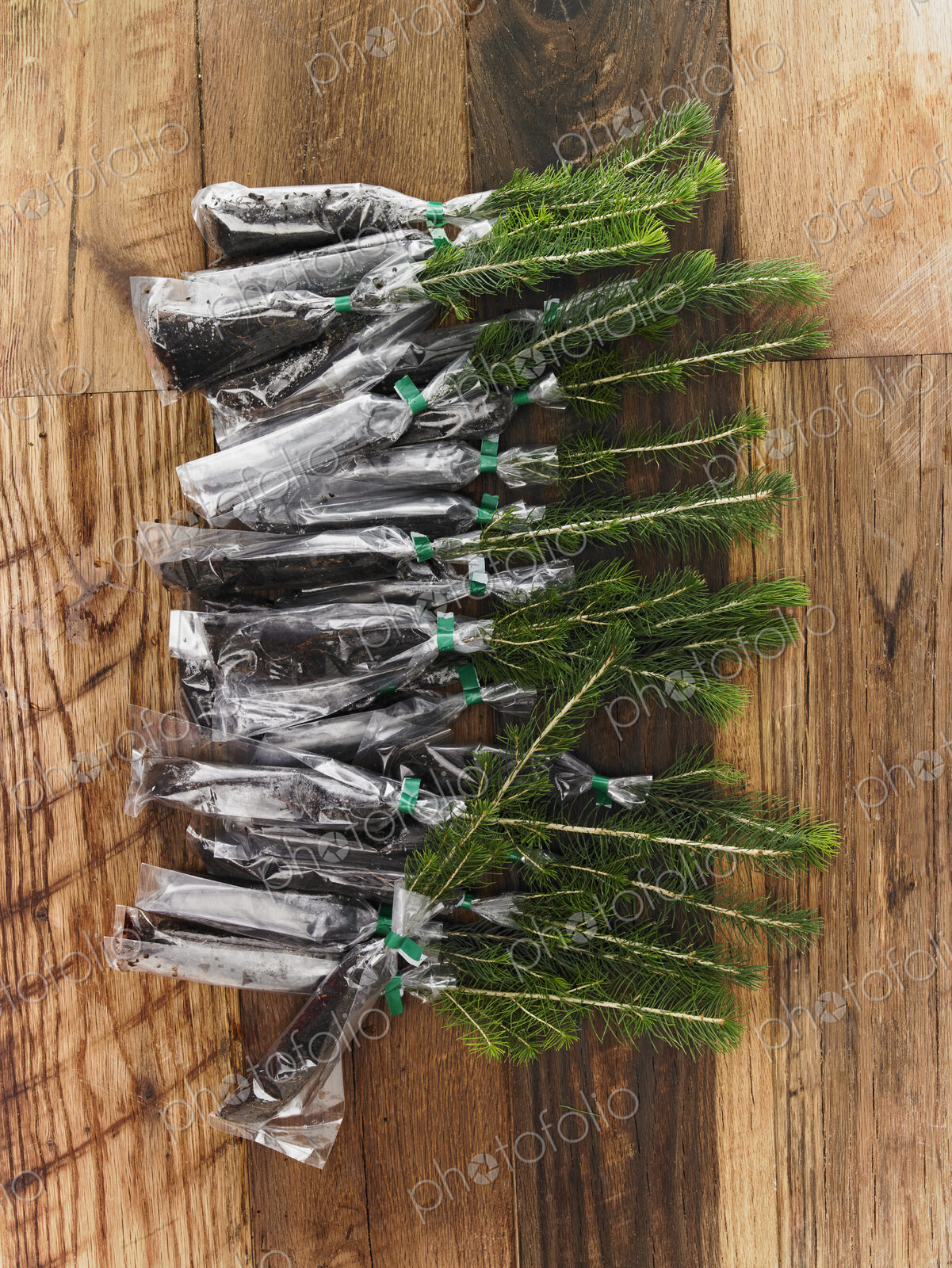 Overhead view of a bunch of evergreen fir tree saplings with roots protected and…