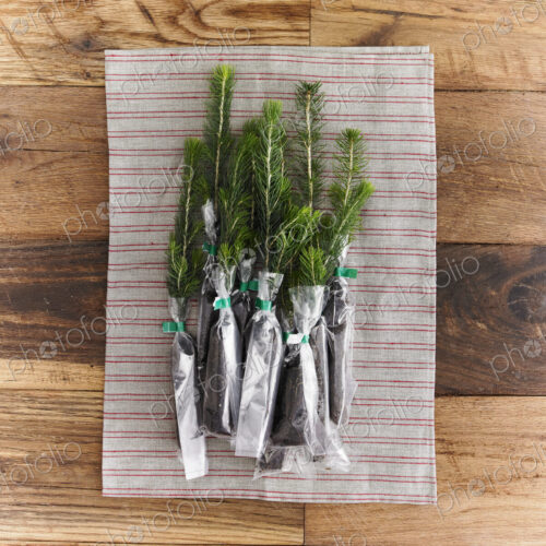 Overhead view of a bunch of evergreen fir tree saplings with roots protected and…