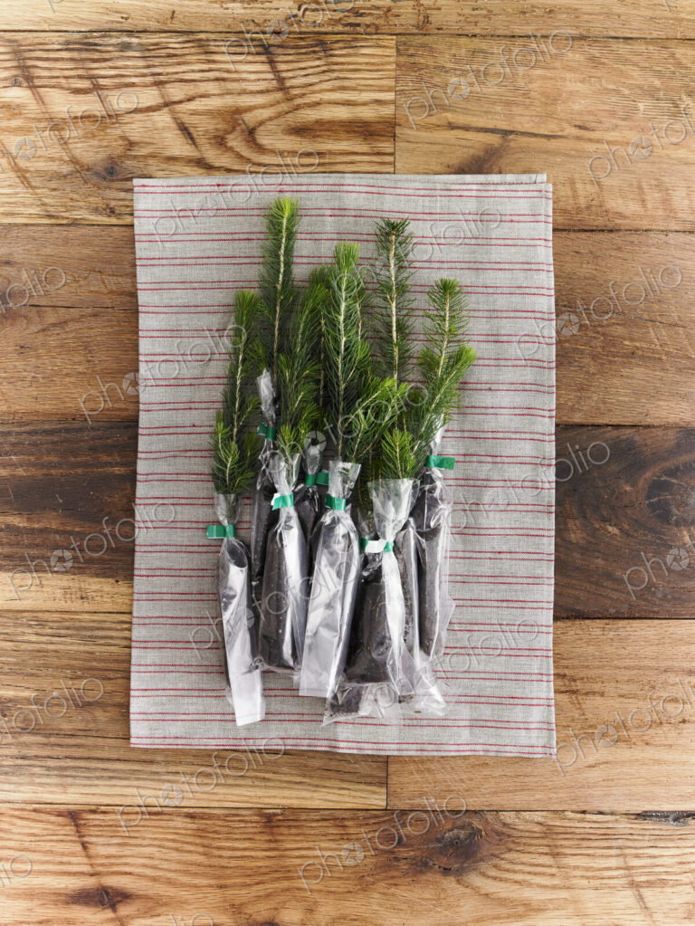 Overhead view of a bunch of evergreen fir tree saplings with roots protected and…