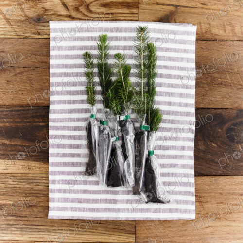 Overhead view of a bunch of evergreen fir tree saplings with roots protected and…