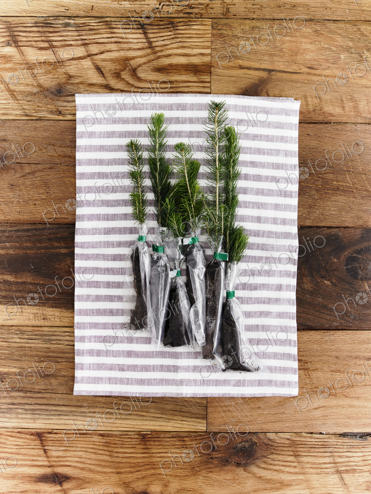 Overhead view of a bunch of evergreen fir tree saplings with roots protected and…