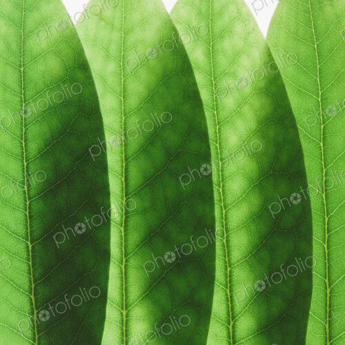 Overlapping green Rhododendron leaves, close up Overlapping green Rhododendron leaves, close up