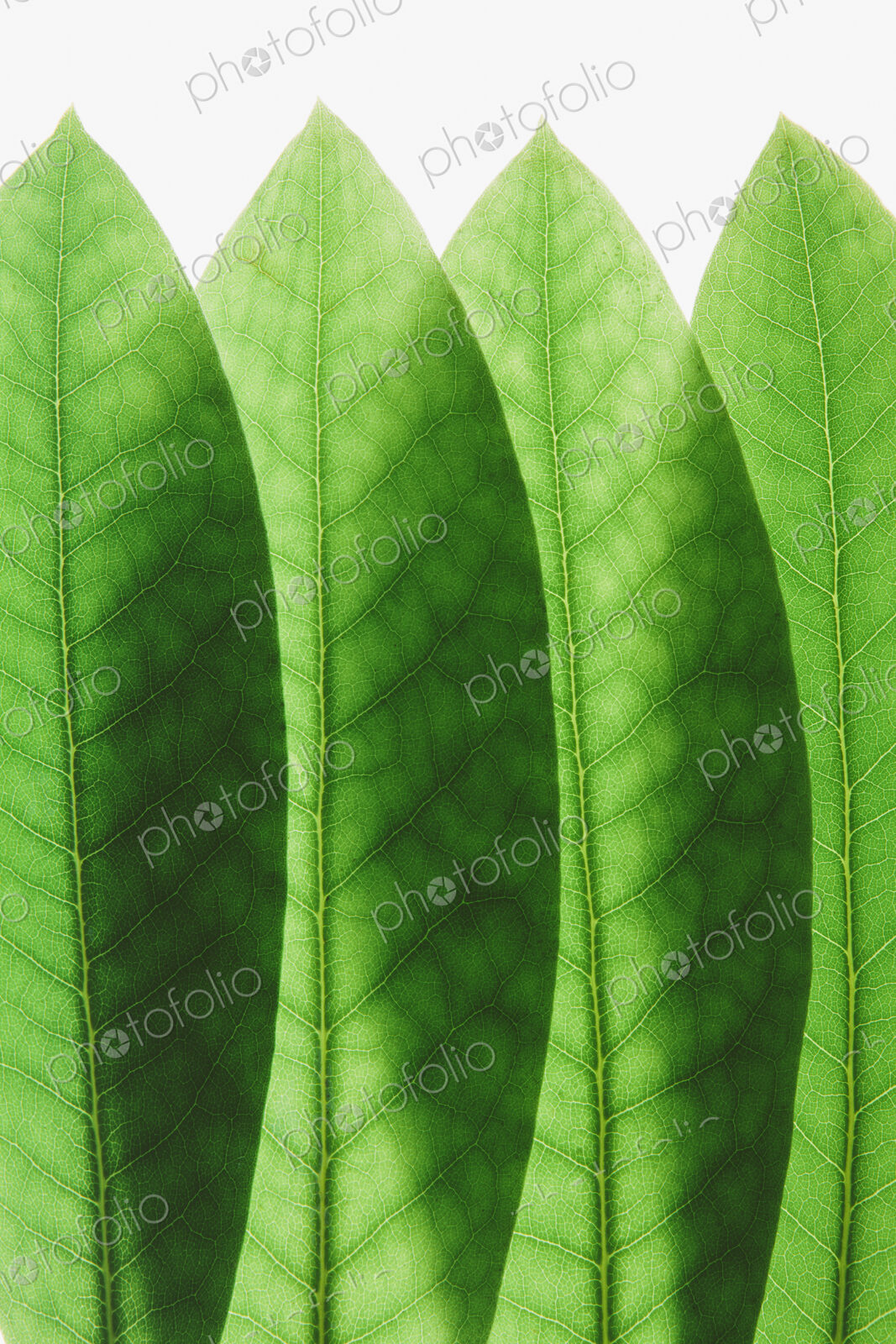 Overlapping green Rhododendron leaves, close up