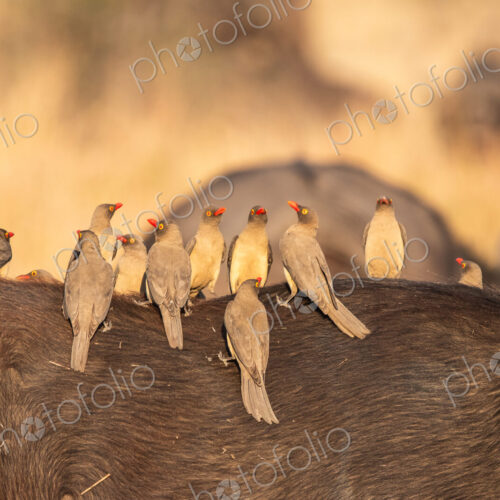 Oxpeckers, Buphagus erythrorhynchus, perched on a buffalo's back. Oxpeckers, Buphagus erythrorhynchus, perched on a buffalo's back.