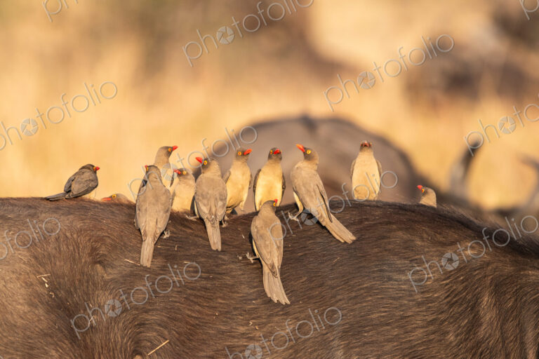 Oxpeckers, Buphagus erythrorhynchus, perched on a buffalo's back.
