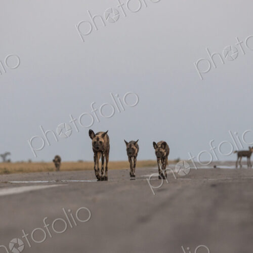 Pack of Wild Dog, Lycaon pictus, walking together. Pack of Wild Dog, Lycaon pictus, walking together.