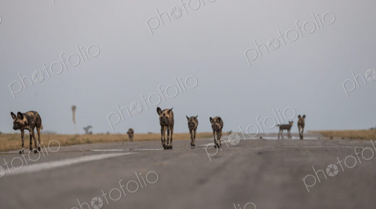 Pack of Wild Dog, Lycaon pictus, walking together.