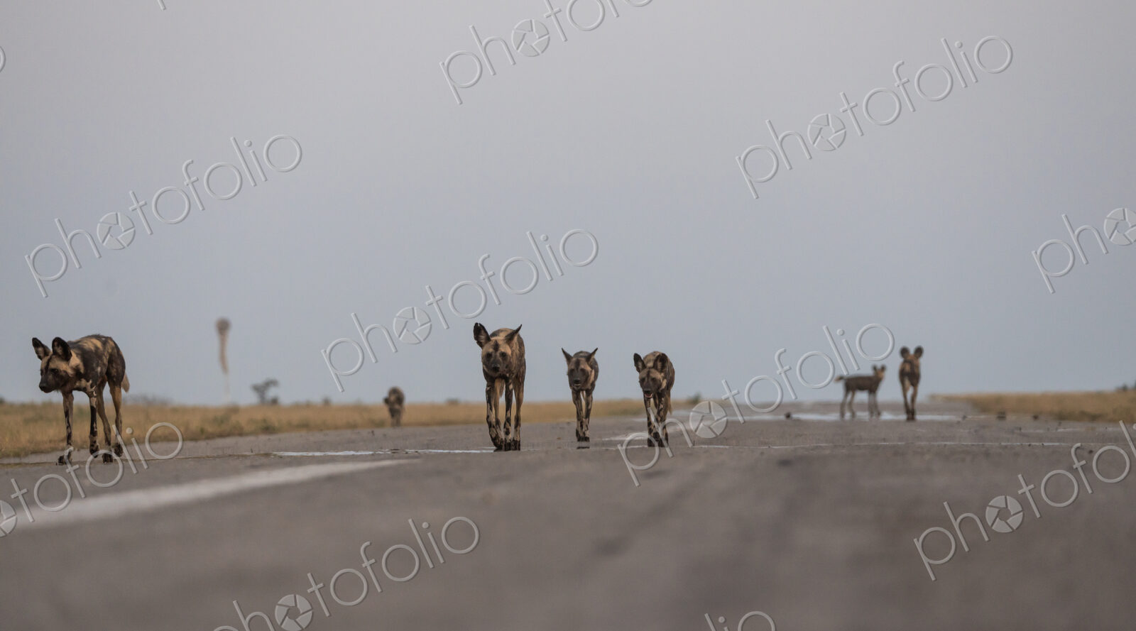 Pack of Wild Dog, Lycaon pictus, walking together.