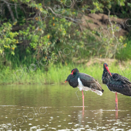 Pair of Black Storks, Ciconia nigra, standing in waterhole. Pair of Black Storks, Ciconia nigra, standing in waterhole.