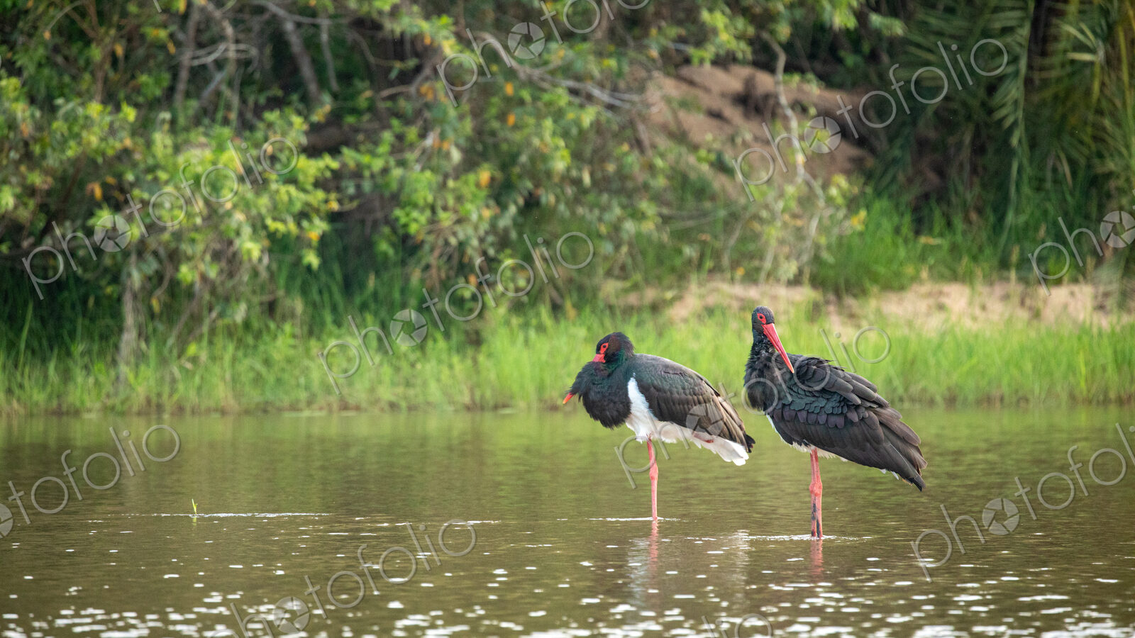 Pair of Black Storks, Ciconia nigra, standing in waterhole.