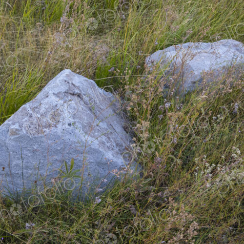 Pair of lichen-covered boulders in field of meadow grasses and wildflowers, Lake…