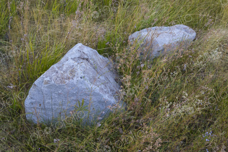 Pair of lichen-covered boulders in field of meadow grasses and wildflowers, Lake…