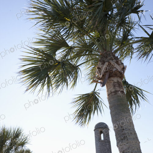 Palm Tree at Castillo de San Marcos Palm Tree at Castillo de San Marcos
