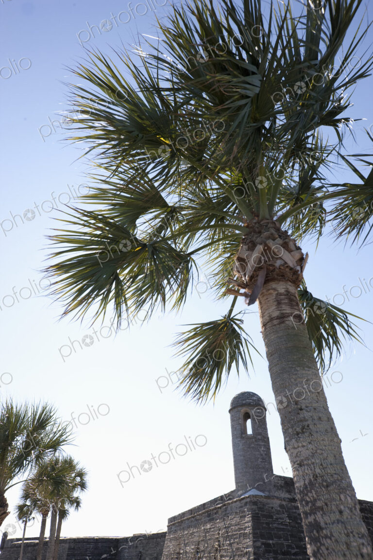 Palm Tree at Castillo de San Marcos