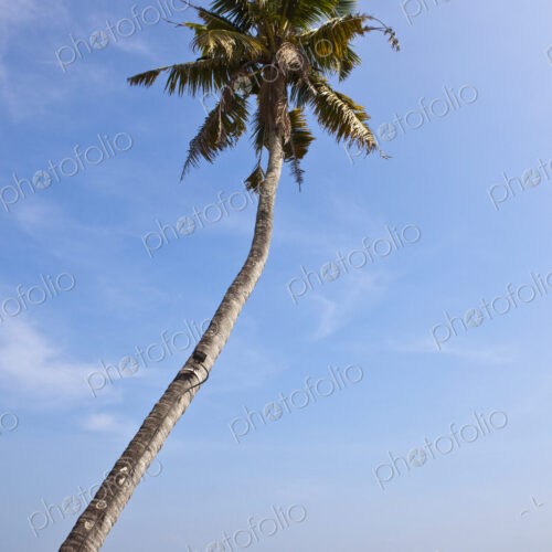 Palm Tree with Ocean in Background Palm Tree with Ocean in Background