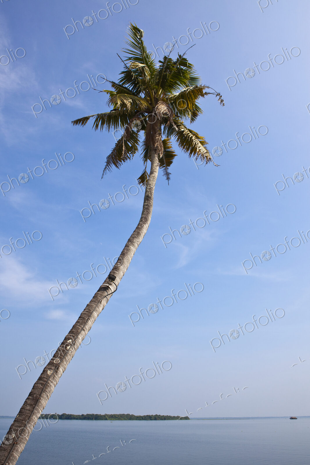 Palm Tree with Ocean in Background