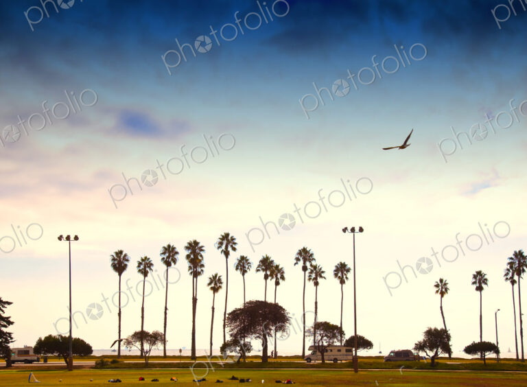 Palm Trees Lining the Beach