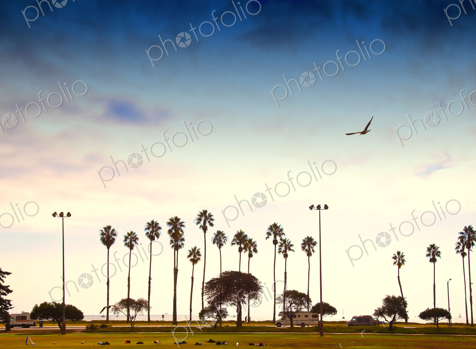 Palm Trees Lining the Beach