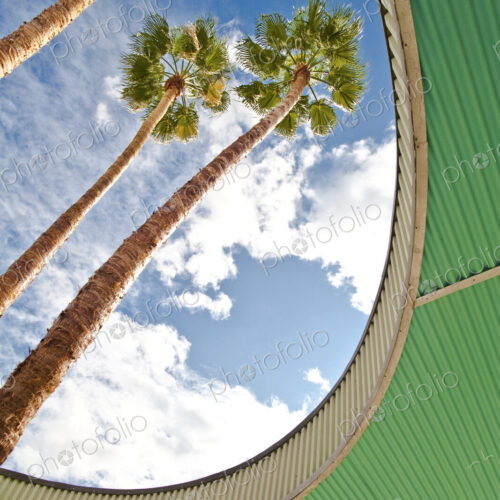 Palm Trees Through Architecture Palm Trees Through Architecture