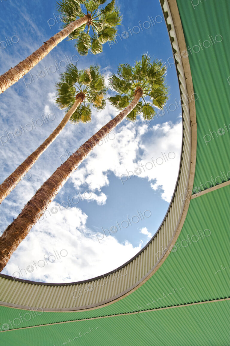 Palm Trees Through Architecture