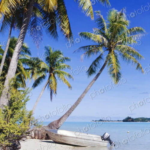 Palm Trees and Motorized Dinghy Palm Trees and Motorized Dinghy
