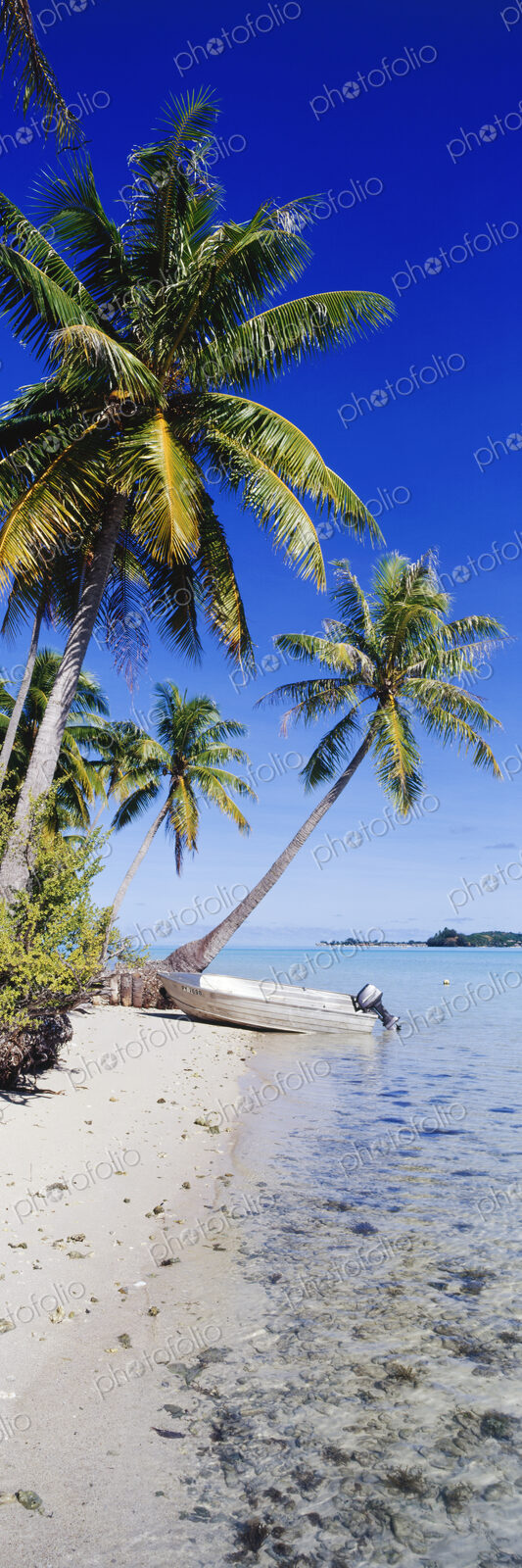 Palm Trees and Motorized Dinghy