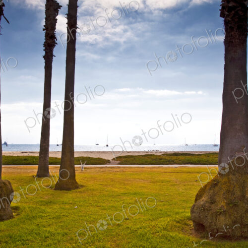 Palm Trees on Beach Lawn Palm Trees on Beach Lawn