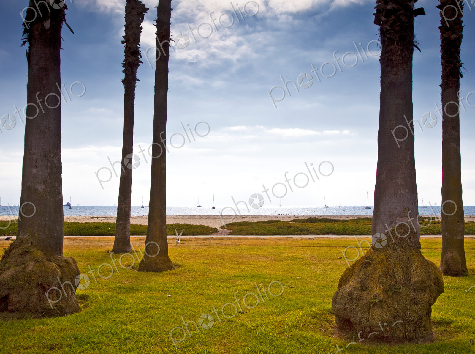 Palm Trees on Beach Lawn