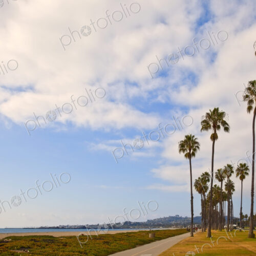 Palm Trees on Beach Sidewalk Palm Trees on Beach Sidewalk