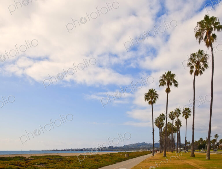 Palm Trees on Beach Sidewalk