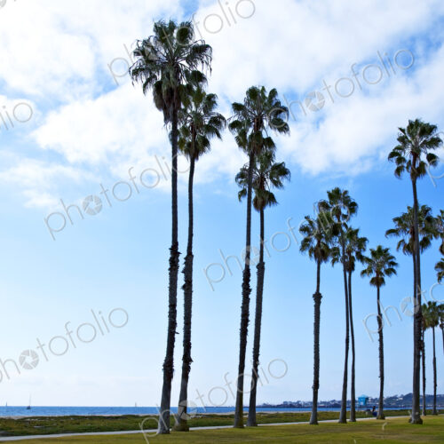 Palm Trees on Beach Walkway Palm Trees on Beach Walkway