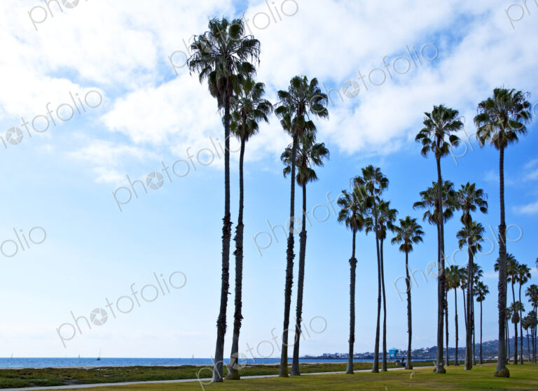 Palm Trees on Beach Walkway